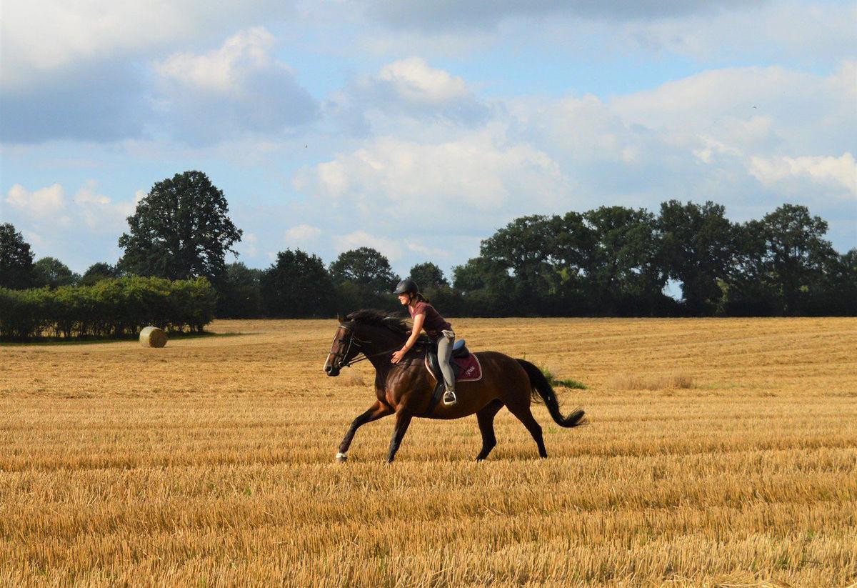 Horse rider gallops across the field of Ireland