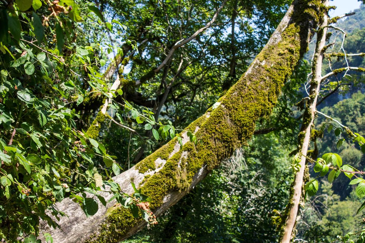 Зеленые заросли тропических деревьев в Тисо-самшитовой роще