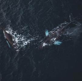 Полное погружение на Кольском: за китами под яркие огни Авроры