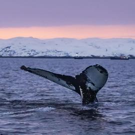 Новый год на Кольском с северным сиянием и китами