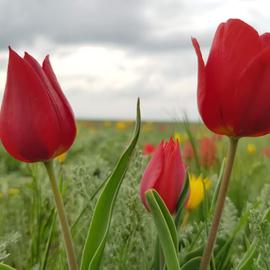 Дикие тюльпаны степей Калмыкии